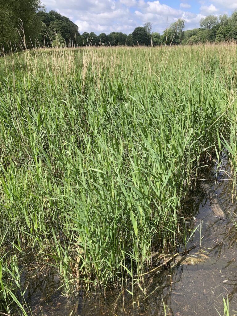 Common Reed