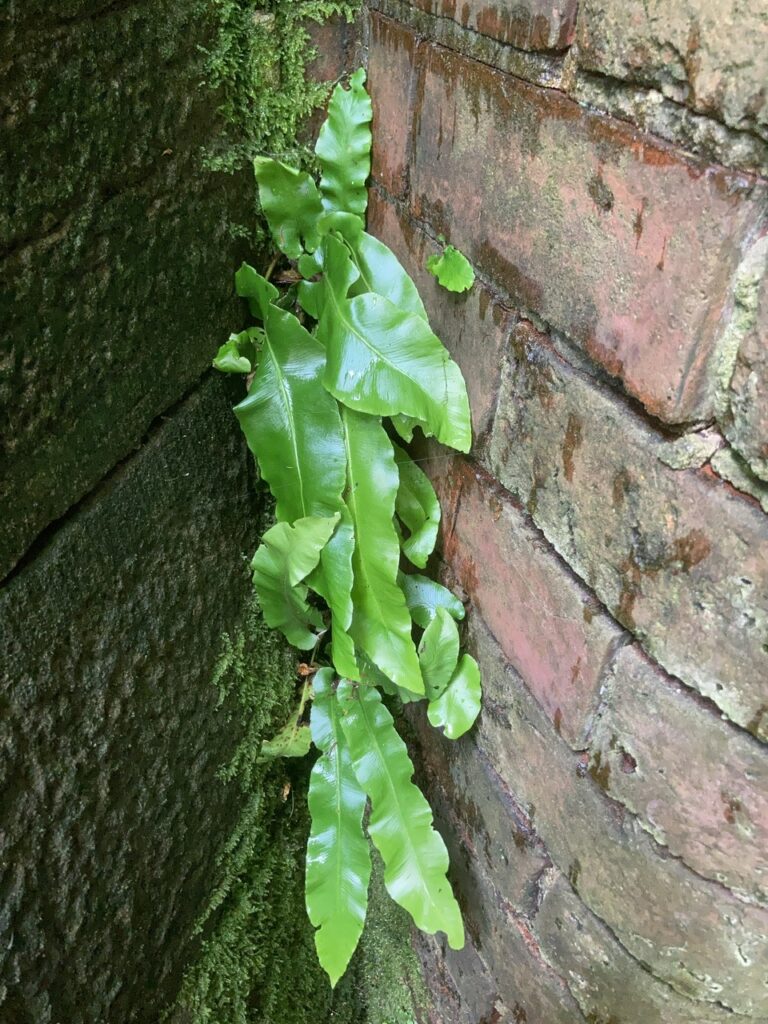 Hart's Tongue Fern