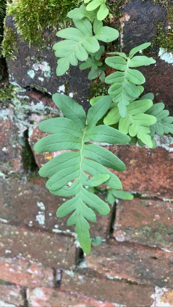 Common Polypody