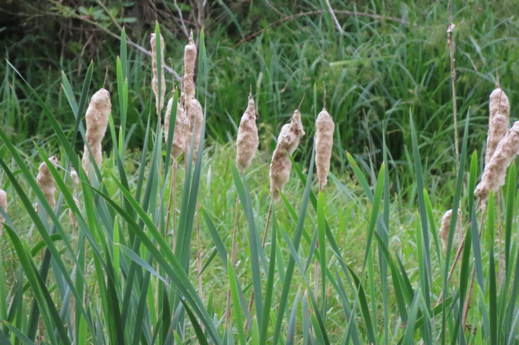 Bulrush