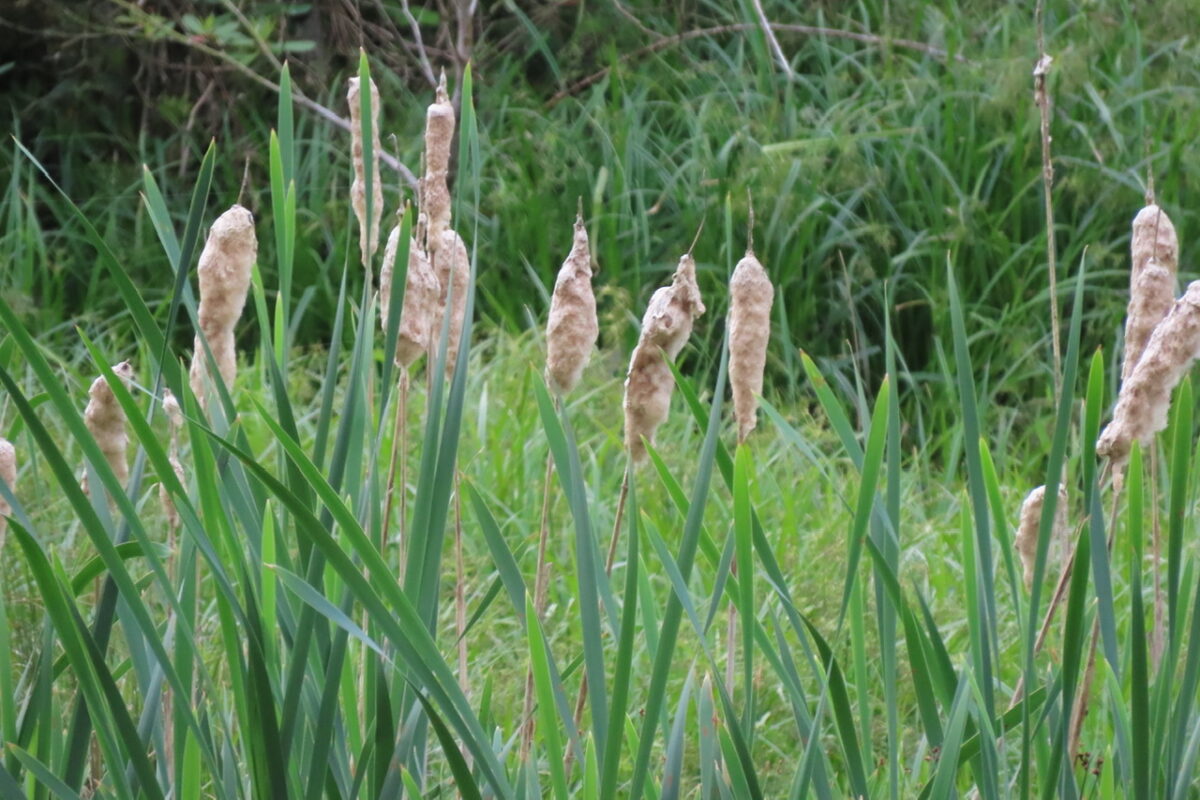 Bulrush