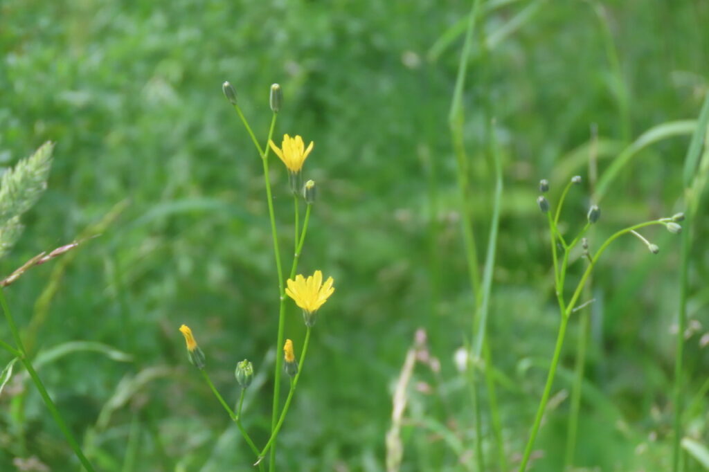 Hawkweed