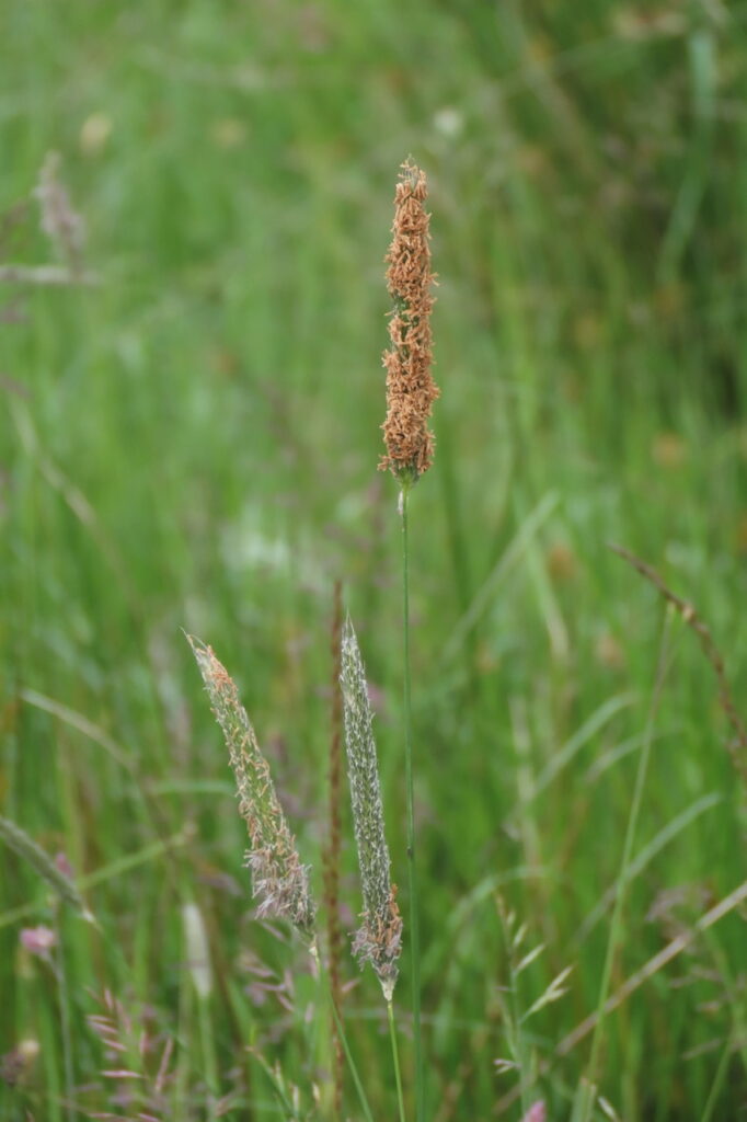 Marsh Foxtail