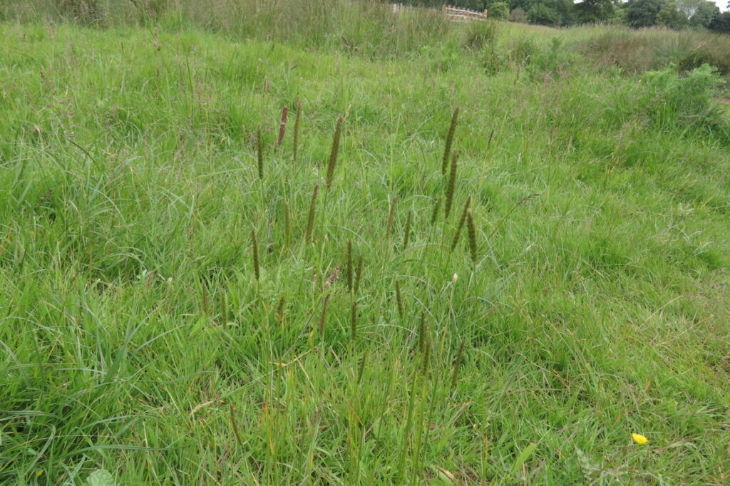 Meadow Foxtail
