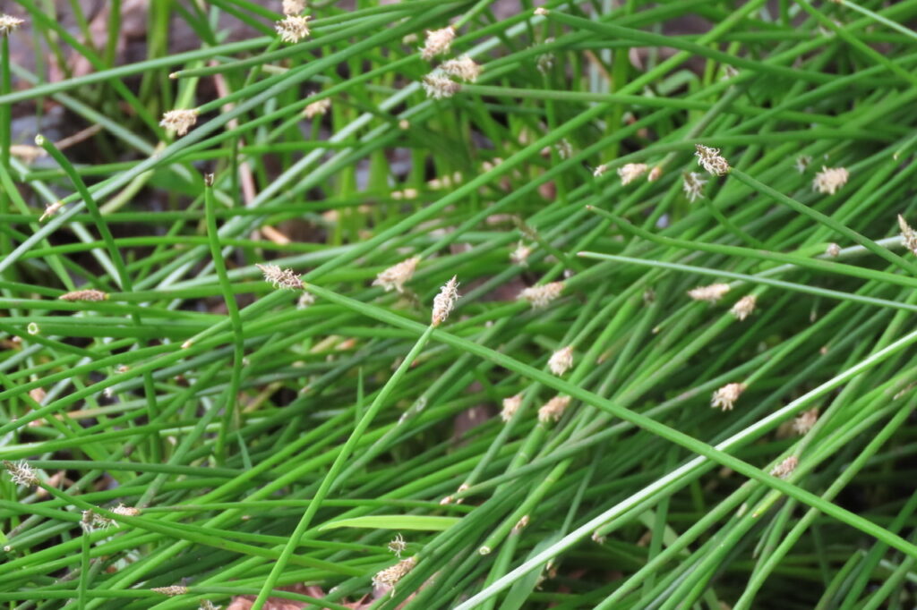 Common Spike-rush