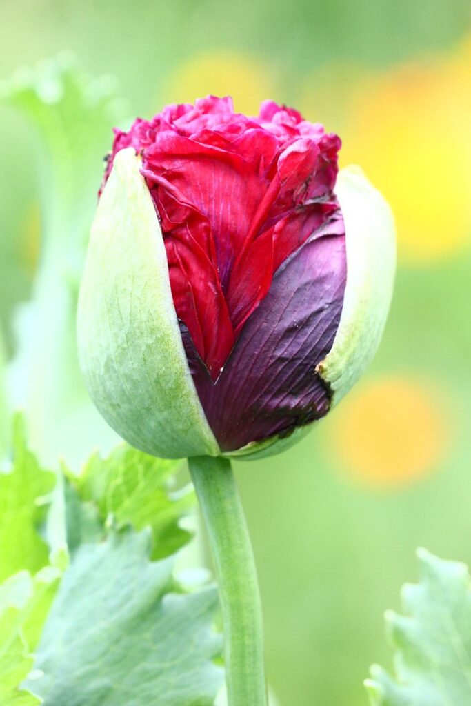 poppy