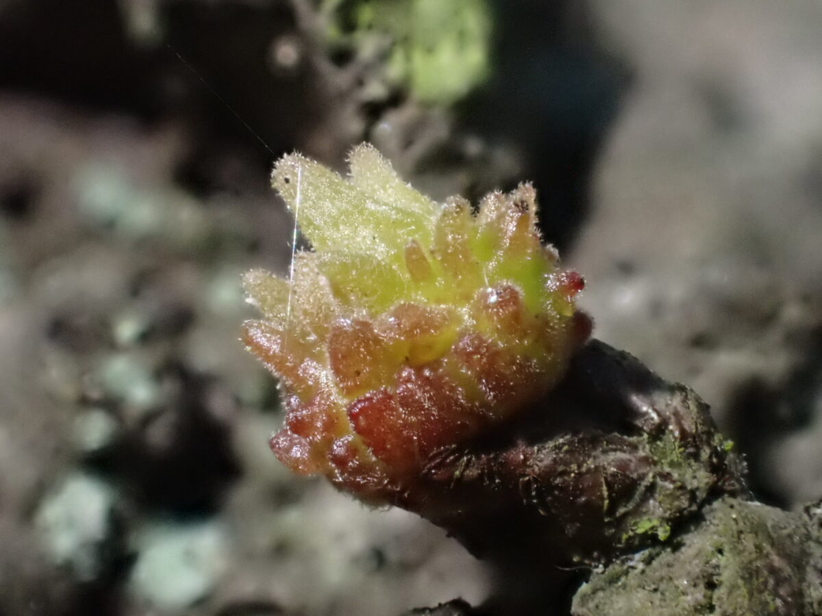 Gall