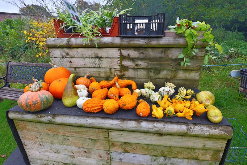 pumpkins and gourds