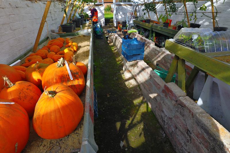 pumpkins