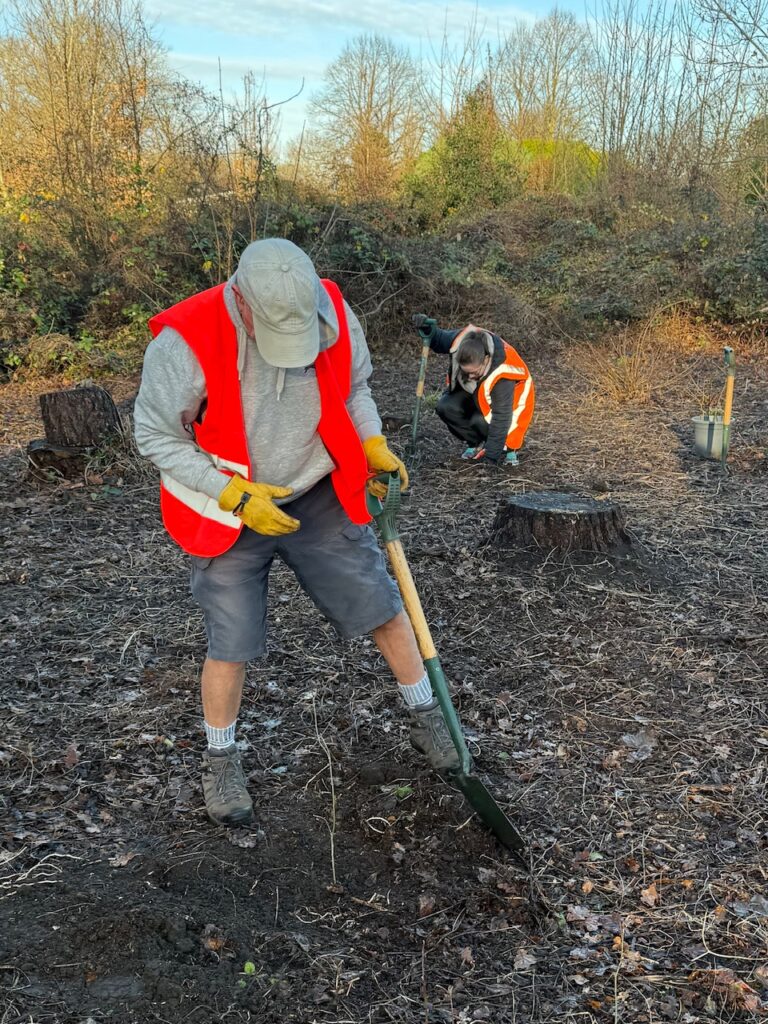 Planting a tree