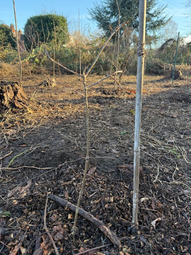 An Oak Sapling