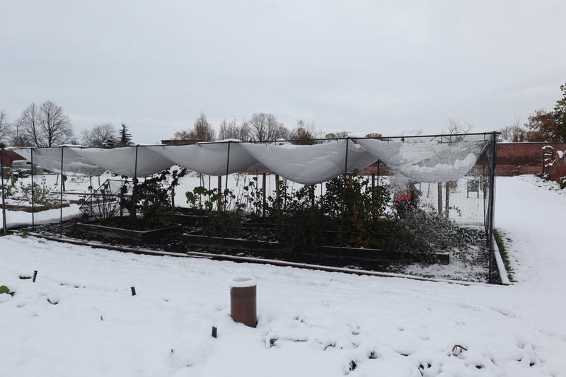 Fruit cage snow