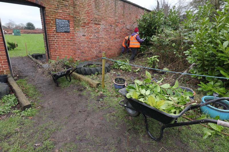 clearing laurels