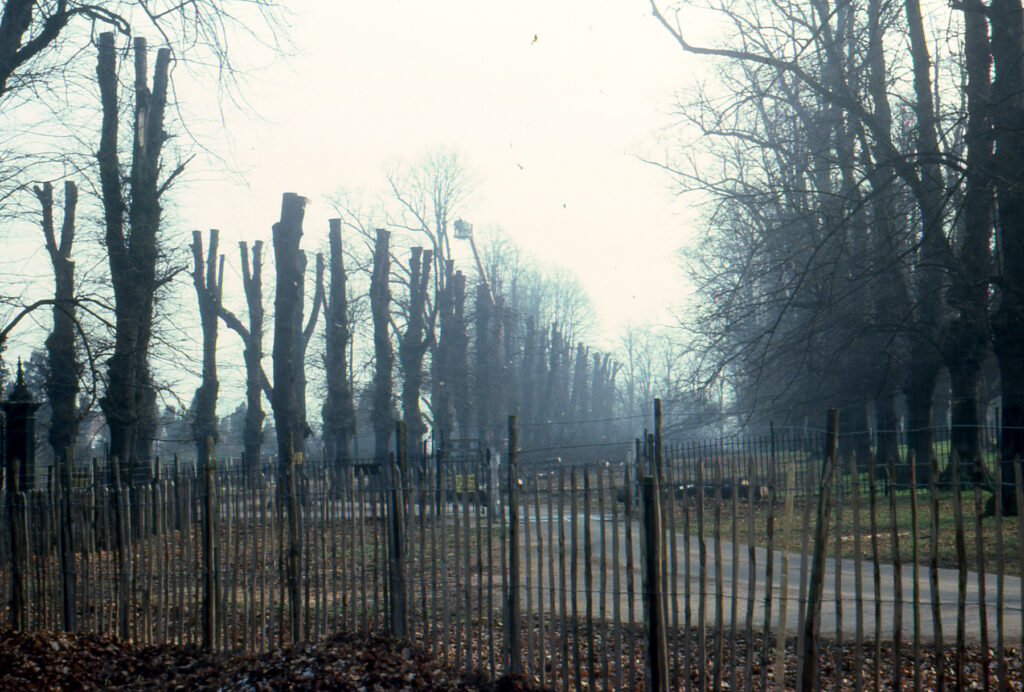 Tree Maintenance circa 1980