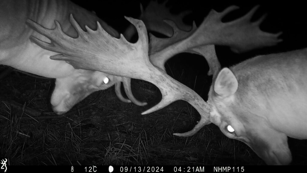 Fallows Rutting
