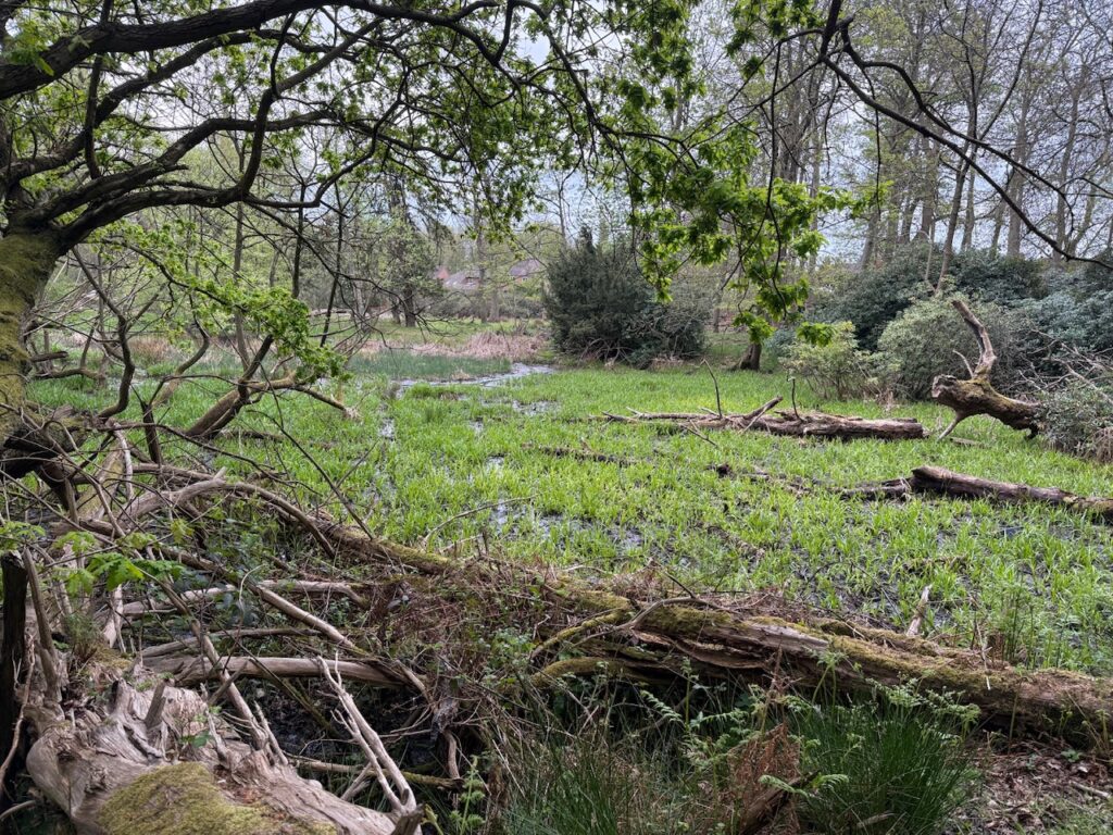 Duck decoy