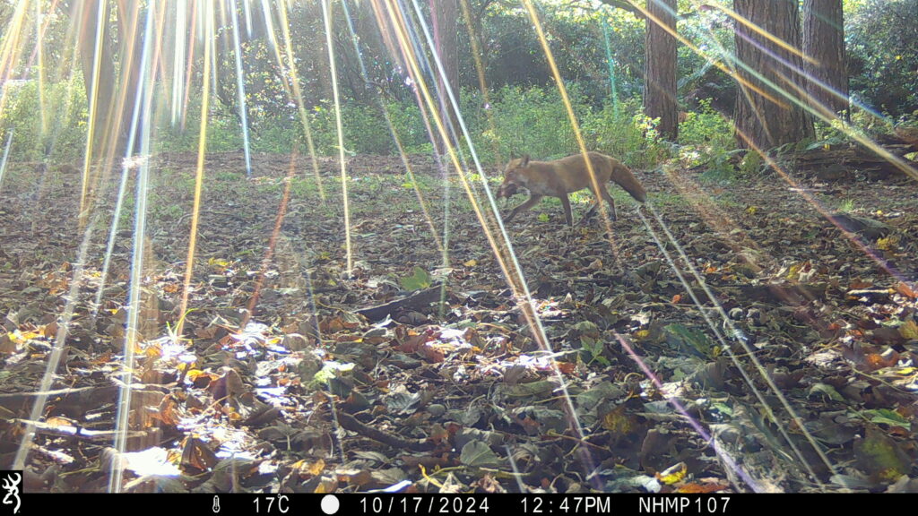 Fox and Mouse