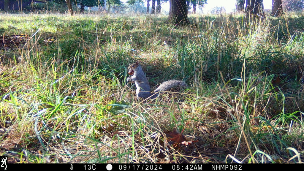 Squirrel with nut