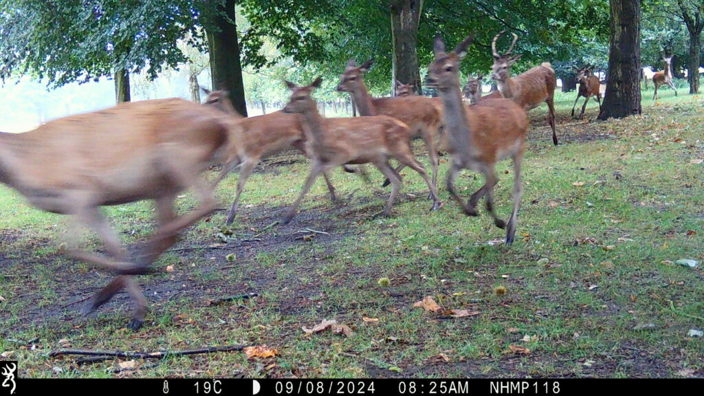 Running Deer