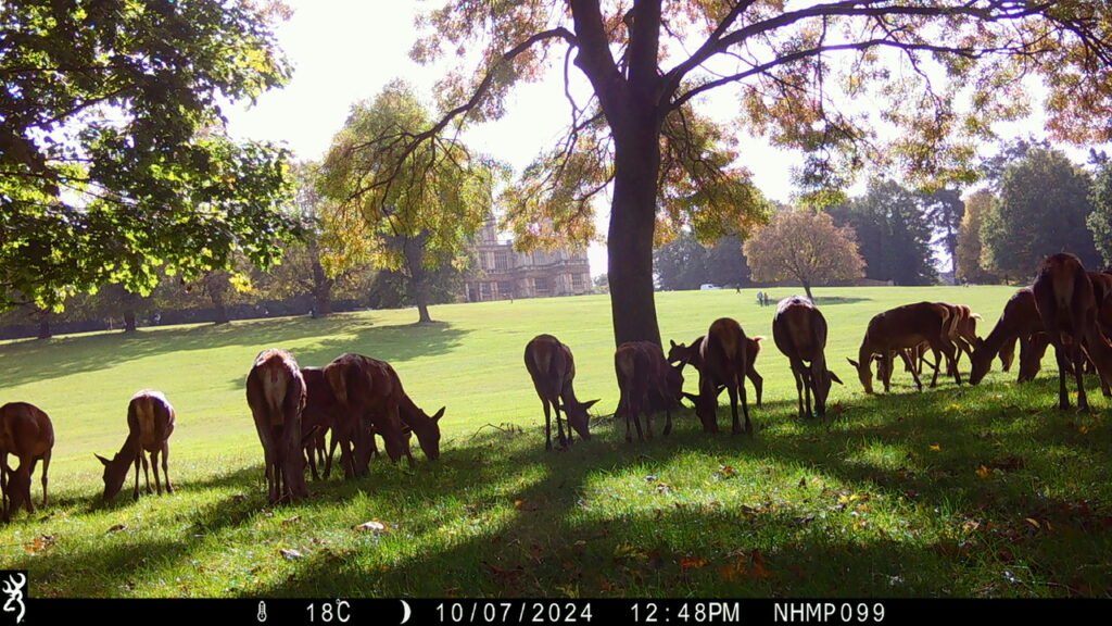 Deer