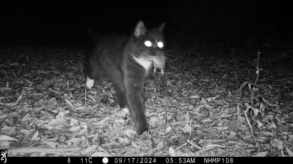 Cat and Mouse