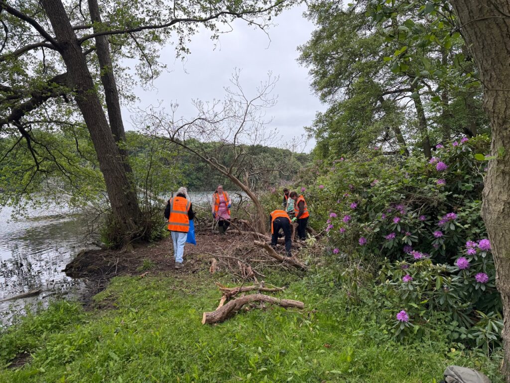 rhododendron clearance - before