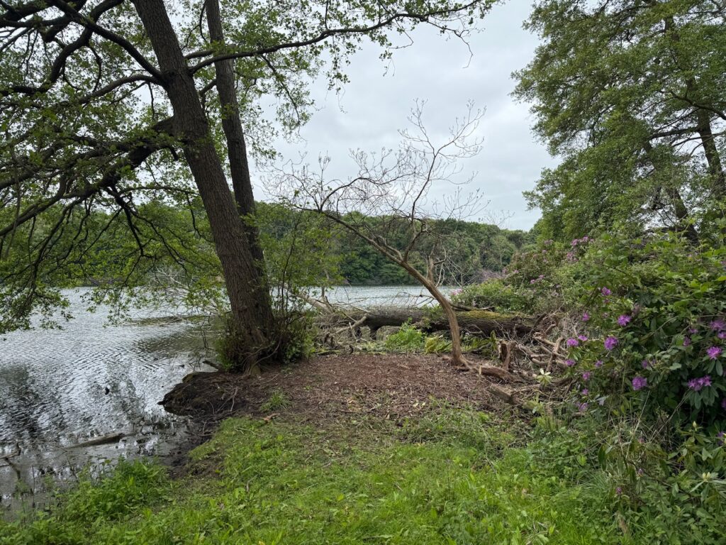 rhododendron clearance - after