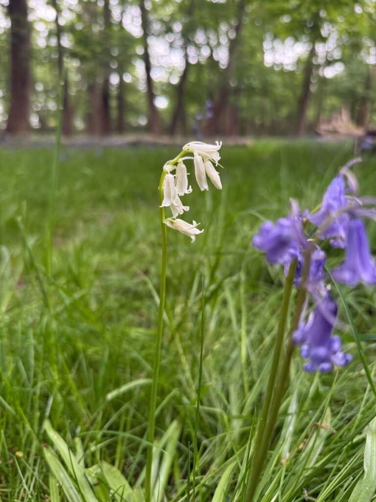 Albino Bluebell