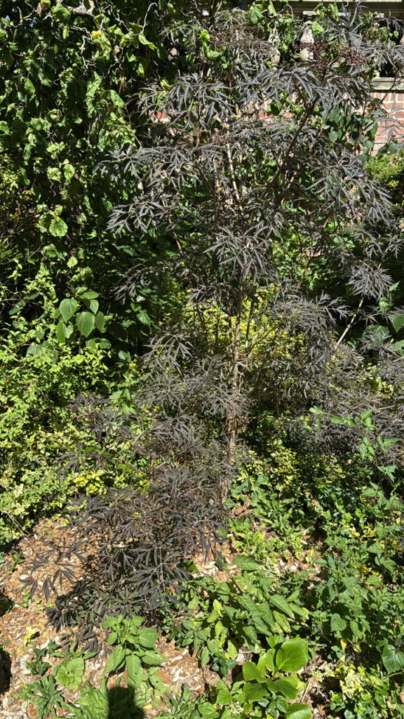 Cut-leaved Elder