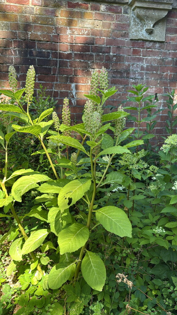 Indian Pokeweed