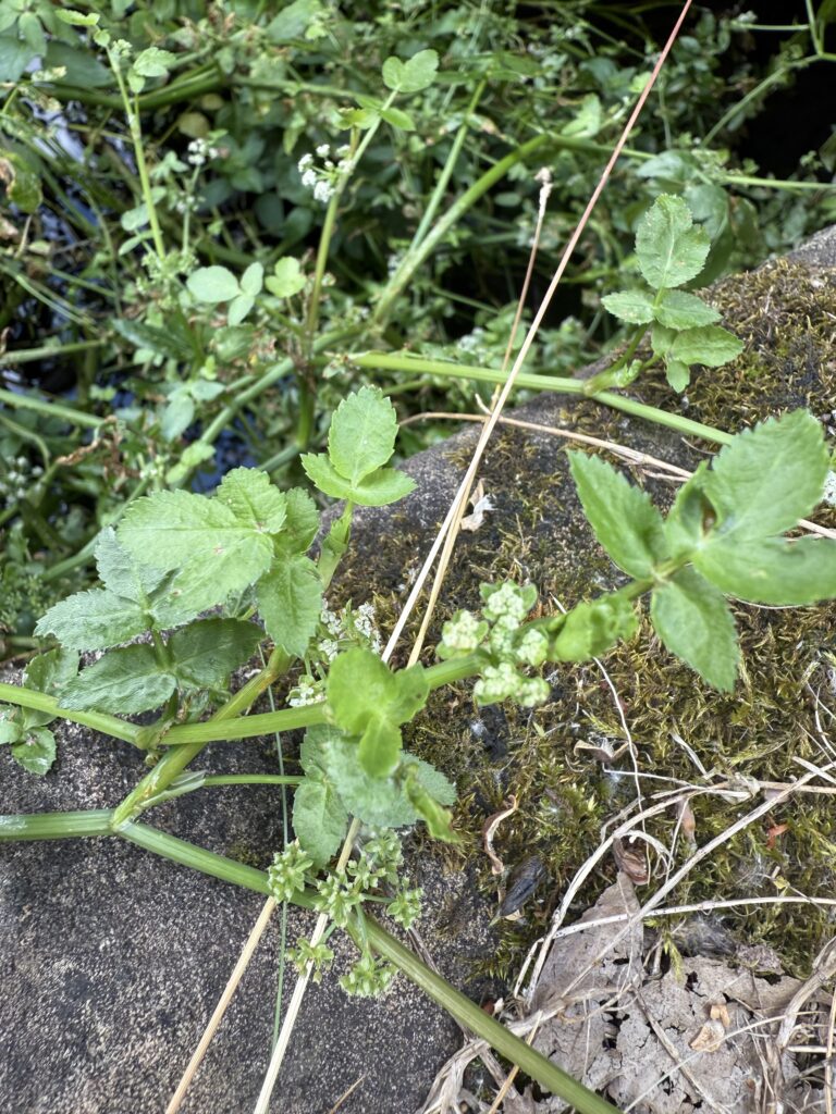 Lesser Water-parsnip