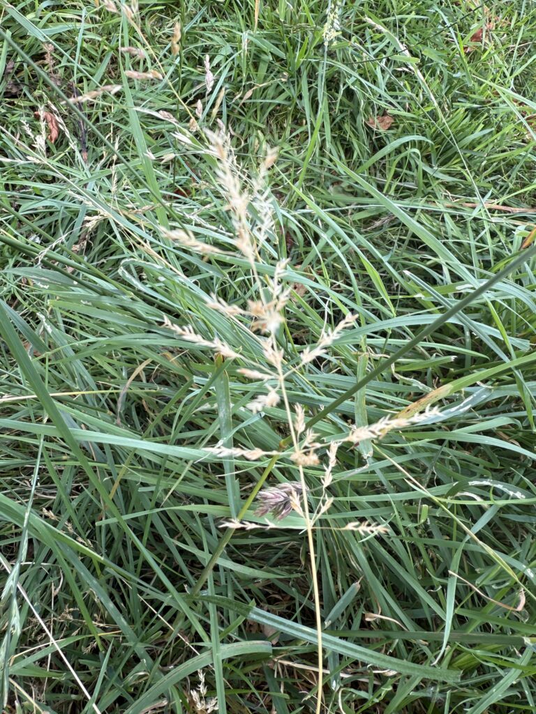 Whorl Grass