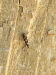 Horse-chestnut Leaf Miner (Cameraria ohridella)