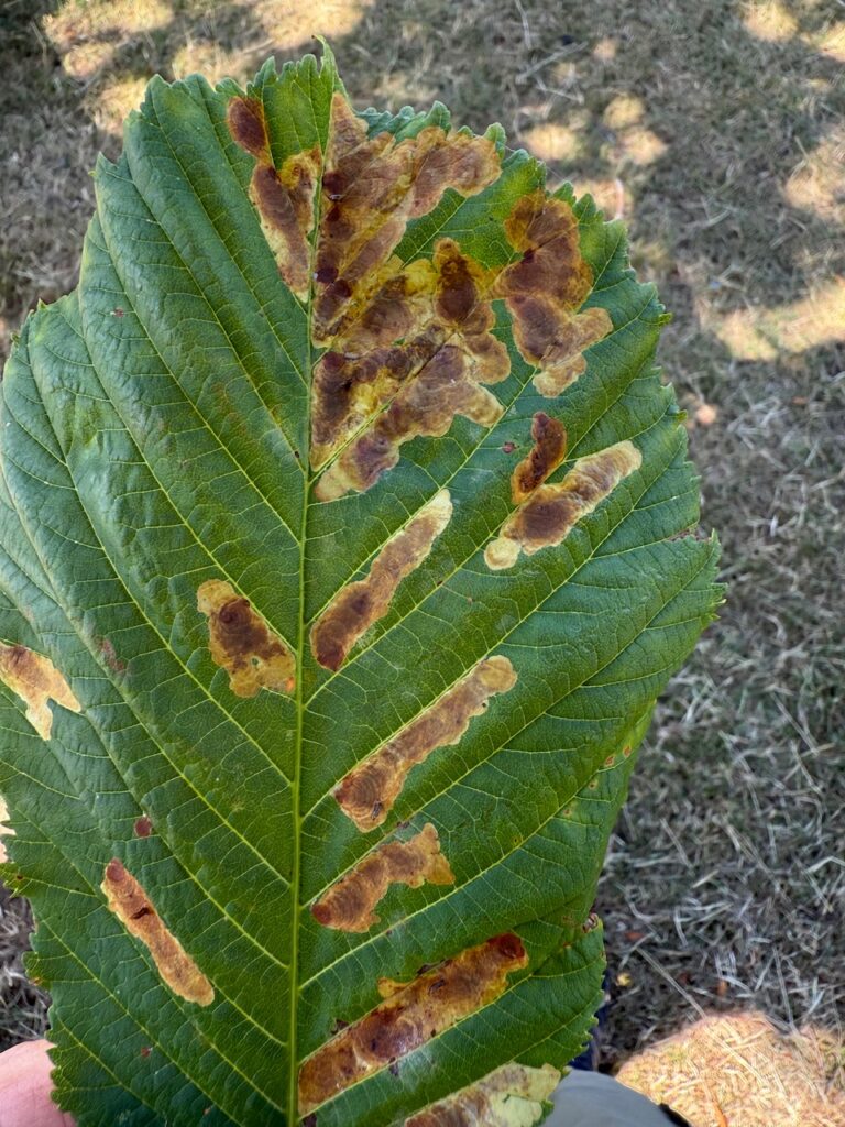 Leaf impacted by Horse-chestnut Leaf Miner