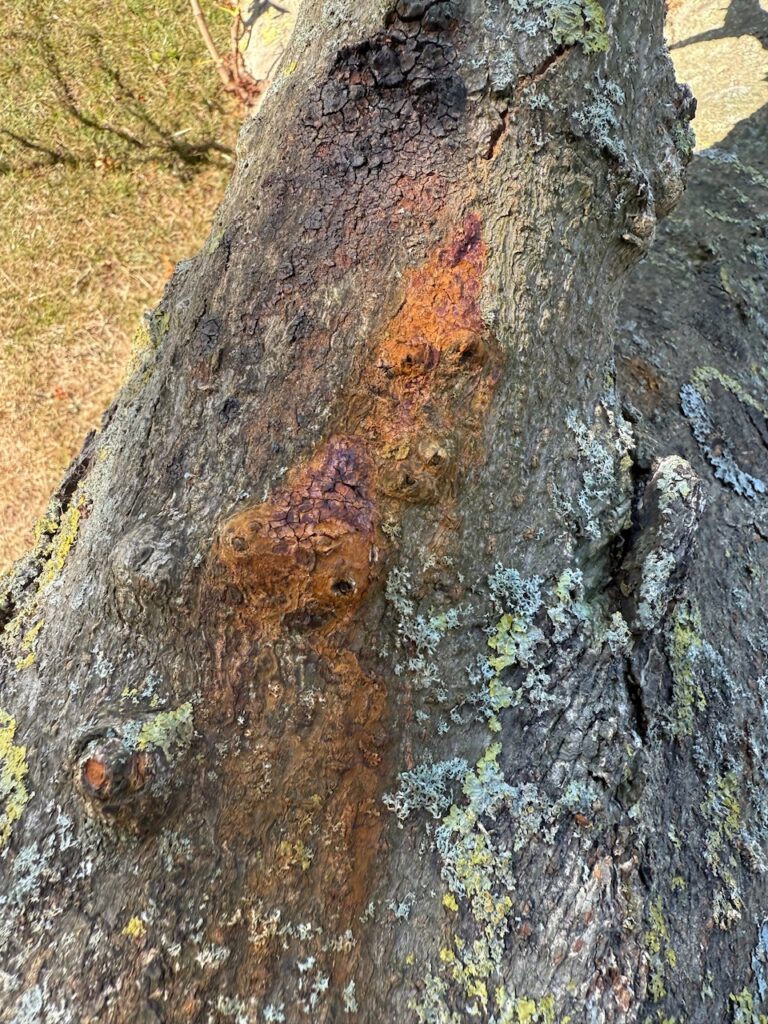 Horse Chestnut Bleeding Canker