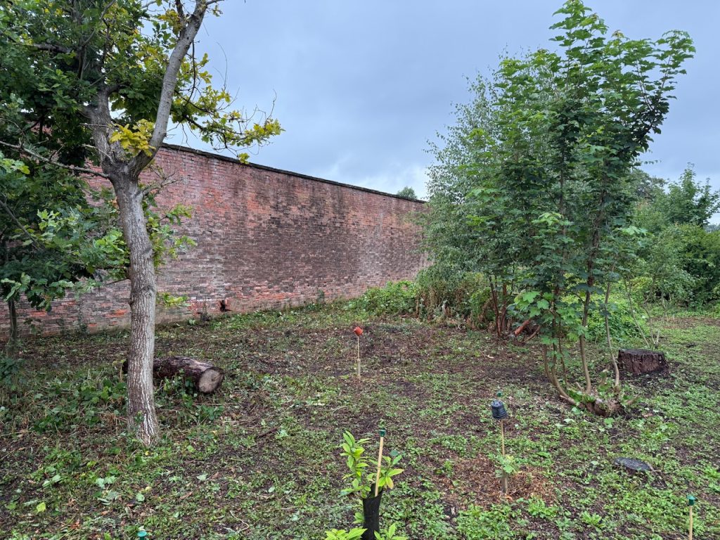 Newly cleared area