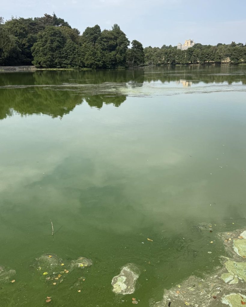 Blue Green Algae in lake