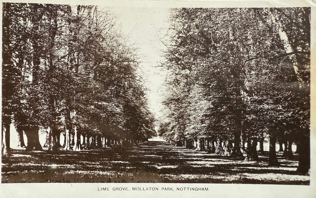 Lime Tree Avenue