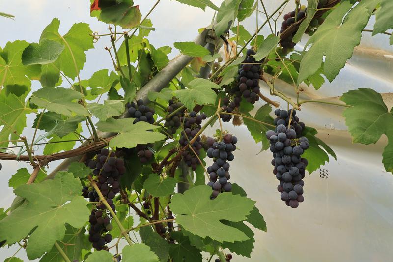 grapes