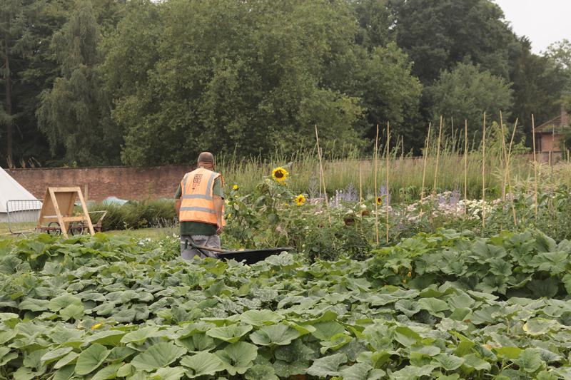 veg patch