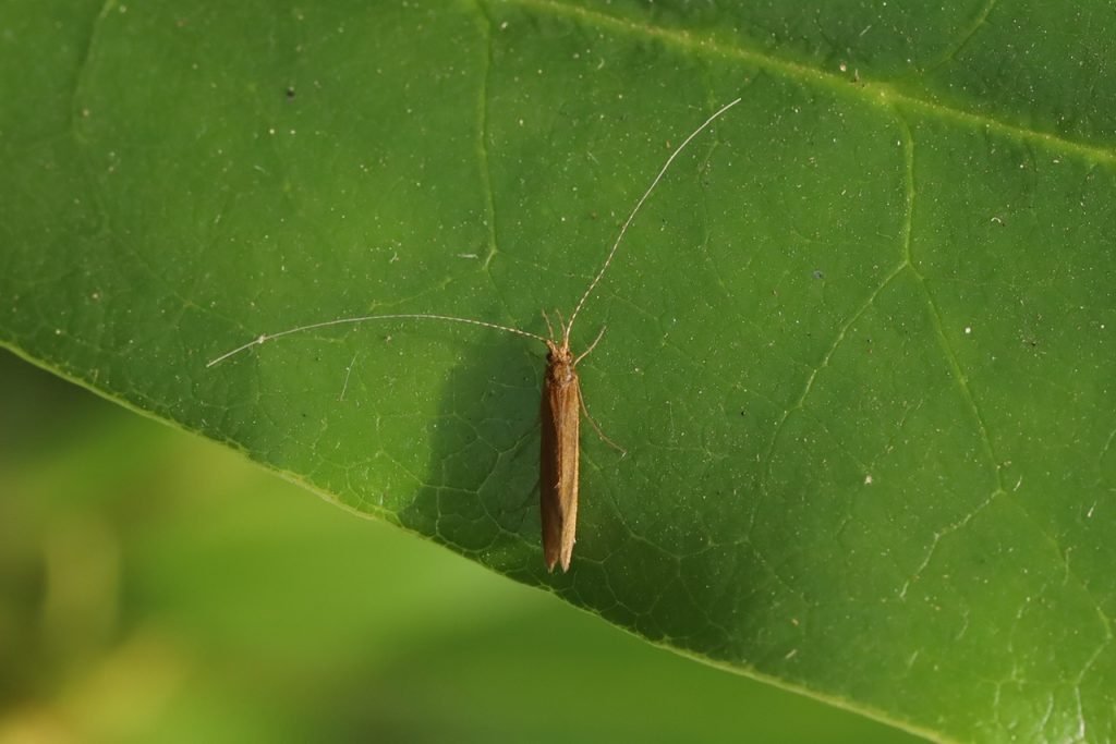 Caddisfly, Ceraclea senilis