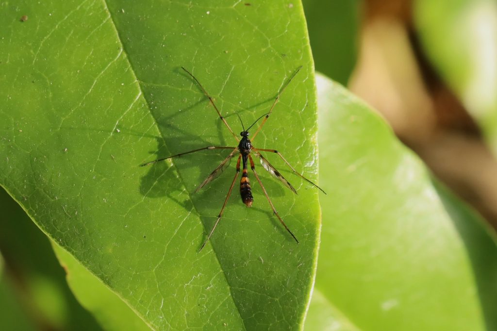 Phanton Crane Fly