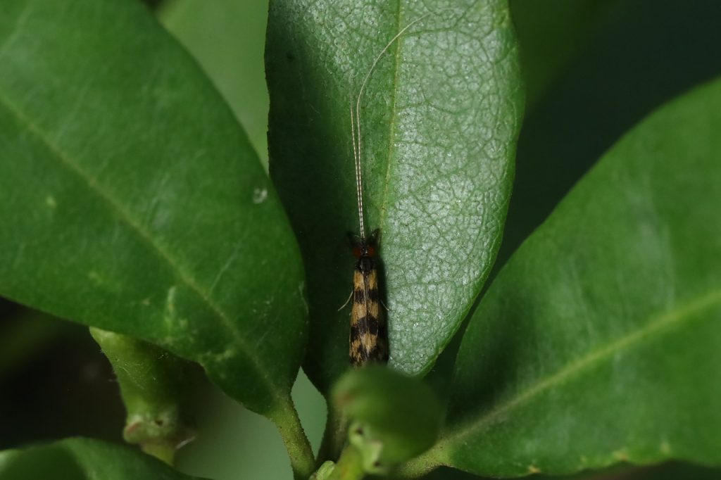 Long-horned Caddisfly, Mystacidel longcornis