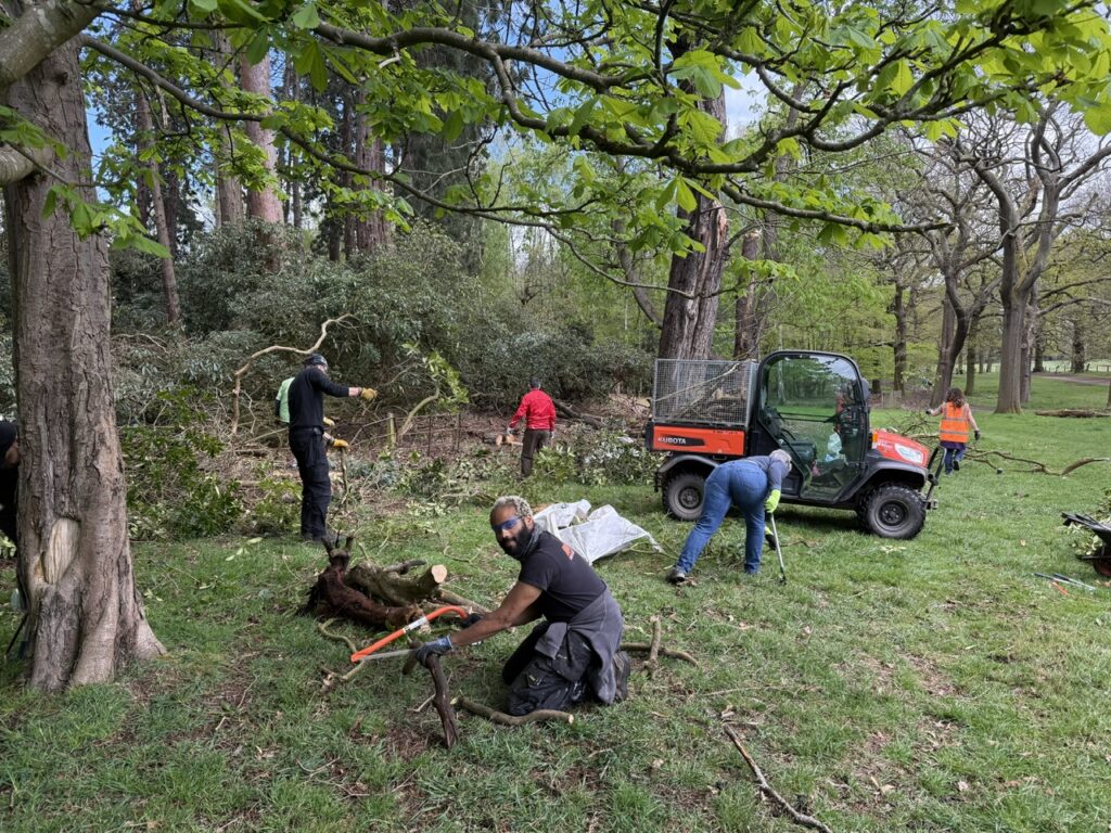 Rhododendron clearance