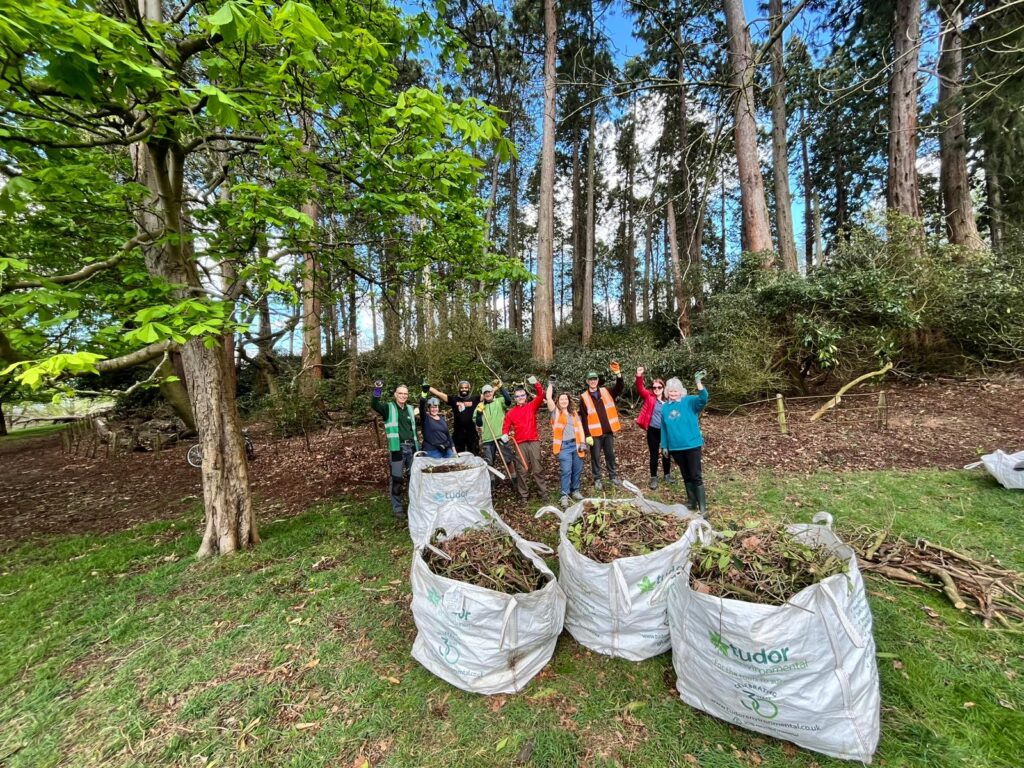 Rhododendron clearance